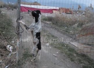 Πυροβόλησαν και κρέμασαν σκυλί έξω από το καταφύγιο ζώων στη Ναύπακτο