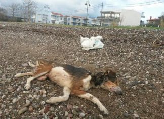 Δεκάδες σκυλιά βρέθηκαν θανατωμένα στην ορεινή Ναυπακτία