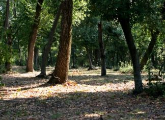 Μια επιστημονική άποψη