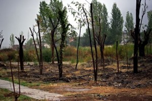Η φωτογραφία έχει ληφθεί την 16η/9/2013 από τα Τριαντέϊκα του Δήμου Αγρινίου: απεικονίζονται ορισμένα από τα δένδρα που φύονταν στο χώρο του φυτωρίου του Παπαστράτειου Πάρκου Αγρινίου και τα οποία, μετά την εκρίζωσή τους, «μεταφυτεύτηκαν» στη συγκεκριμένη περιοχή