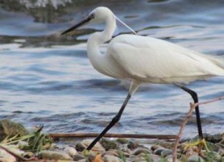 Ο φτερωτός κόσμος της Τριχωνίδας