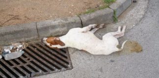 Μεσολόγγι: Δικογραφία για φόλα σε αδέσποτα