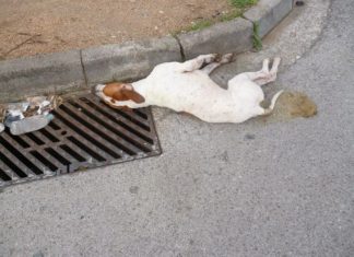 Μεσολόγγι: Δικογραφία για φόλα σε αδέσποτα