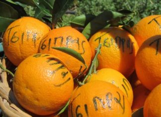 Η πρωτογενής παραγωγή με κυβέρνηση της Αριστεράς….