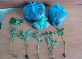 Βρέθηκαν δενδρύλλια χασίς στα Καλύβια