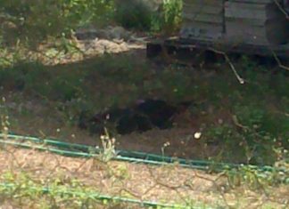 35χρόνος πυροβόλησε σκύλο στην Βάρια γιατί… του έφαγε την κότα!