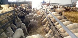 Δυτική Ελλάδα : Επιβεβαιωμένα κρούσματα καταρροϊκού πυρετού