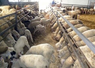 Προβληματισμός για τον καταρροϊκό πυρετό στην Αιτωλοακαρνανία