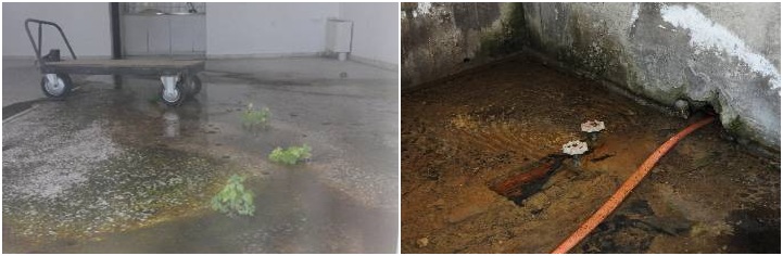 Σπασμένοι σωλήνες και στο εργαστήρι φύτρωσαν φυτά πάνω στο μάρμαρο!