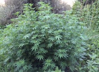 Εντοπίστηκε φυτεία χασίς στη Βόνιτσα