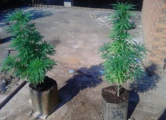 28χρονος στο Αγρίνιο καλλιεργούσε χασίς στο σπίτι του