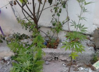 59χρονος καλλιεργούσε χασίς στο Πατιόπουλο