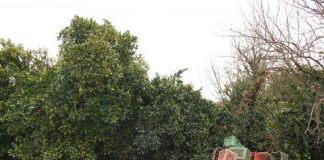 Σε αναζήτηση λύσης ο ΕΛΓΑ για την αποζημίωση εσπεριδοπαραγωγών