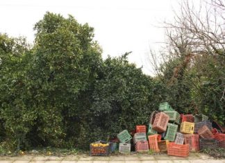 Καλύβια Αγρινίου: κατά 80% καταστράφηκαν τα εσπεριδοειδή