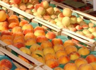 Να αποζημιωθούν οι ροδακινοπαραγωγοί;