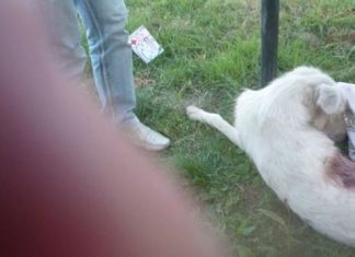 Πυροβόλησαν με αεροβόλο σκύλο στο Αγρίνιο