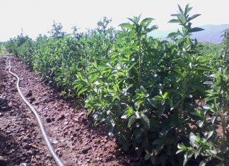 Ημερίδα για τη στέβια στο Αγρίνιο