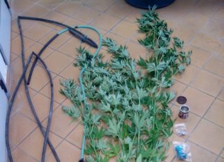 Δύο συλλήψεις στο Μεσολόγγι για καλλιέργεια χασίς