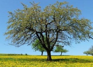 Το δέντρο αναγνωρίζεται από τα φρούτα του και όχι από τις ρίζες του