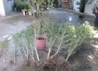 Τρεις συλλήψεις στη Σπολάϊτα για καλλιέργεια και κατοχή ναρκωτικών