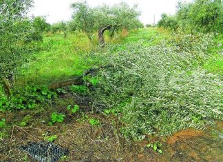 Πάνω από 150 δέντρα ξερίζωσε ανεμοστρόβιλος στη Γουριά