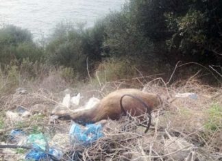 Μέχρι τον Αμβρακικό η ρίψη νεκρών ζώων από τους κτηνοτρόφους