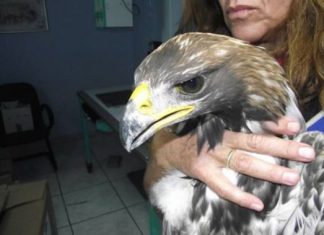 Ένας σπάνιος χρυσαετός – αλμπίνο από το Μεσολόγγι