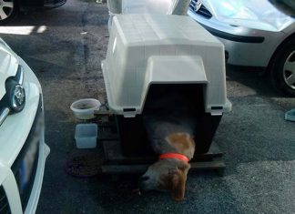 Έχουν ξεφύγει οι ασυνείδητοι στο Μεσολόγγι που σκοτώνουν αδέσποτα