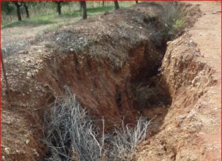 Σταμνά : Σαπίζουν στα δέντρα οι ελιές και ο κόσμος δεν έχει πρόσβαση να πάει να τις μαζέψει