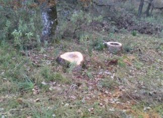 Λαθροϋλοτόμοι πετσόκοψαν αιωνόβιες βελανιδιές στην Παλαιομάνινα