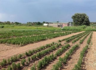 Αιτωλοακαρνανία: Περιζήτητα τα αρωματικά φυτά