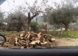 Επιδρομές παράνομων υλοτόμων στην Κανδήλα Ξηρομέρου