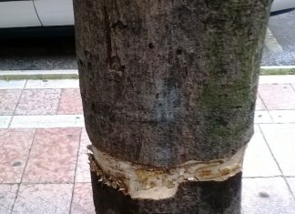 Καταστροφές σε δένδρα στην πλατεία Ειρήνης στο Αγρίνιο