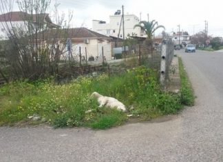 Κτηνωδία: Παλούκωσαν αδέσποτο στο Δοκίμι