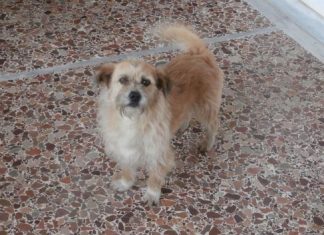 Βρέθηκε σκύλος