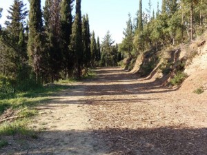 δασύλλιο του Αγίου Χριστοφόρου (2)