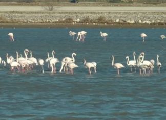 Παγκόσμια διάκριση για το video του Ανδρέα Κουτσοθανάση