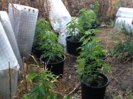 Συνελήφθη 28χρονος στο Χαλίκι Αιτωλικού με μικρή χασισοφυτεία