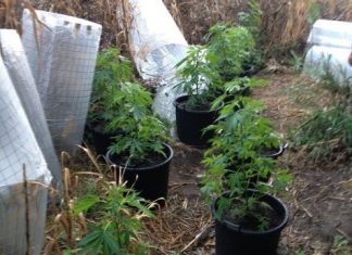 Συνελήφθη 28χρονος στο Χαλίκι Αιτωλικού με μικρή χασισοφυτεία