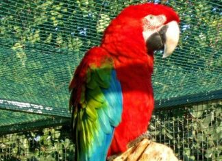 Τα καλύτερα είδη για την φροντίδα του παπαγάλου σας