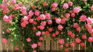 roses_flowers_fences_greens_hd-wallpaper-19427