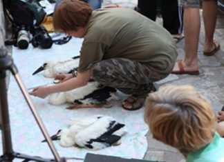 Δακτυλίωση πελαργών στο Εθνικό Πάρκο Λιμνοθάλασσας Μεσολογγίου