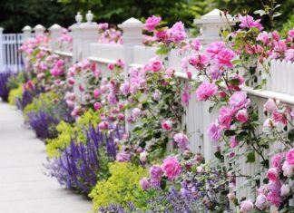 Περιποίηση κήπου: Φράχτες και μποτάκια απαραίτητα για κάθε κηπευτική εργασία!