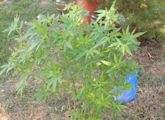 Συνελήφθη 51χρονος στο Καινούργιο με δενδρύλλιο χασίς στο σπίτι του