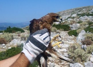 Απελευθέρωση άγριων πουλιών από τους Ορνιθοπαρατηρητές Μεσολογγίου & το ΕΚΠΑΖ