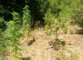 30 δενδρύλλια χασίς σε κτήμα 41χρονου Αγρινιώτη