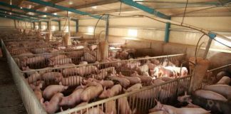 Τηλεδιάσκεψη για τη χοιροτροφία στη Δυτική Ελλάδα