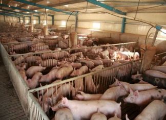 ΔΑΟΚ Δυτικής Ελλάδας: Μέτρα κατά της αφρικανικής πανώλης