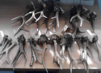 Έλεγχοι για παράνομο κυνήγι στη Ναύπακτο – Συνελήφθησαν δυο κυνηγοί