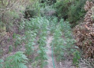 27χρονος καλλιεργητής με 553 δενδρύλλια χασίς στο Λεντίνι